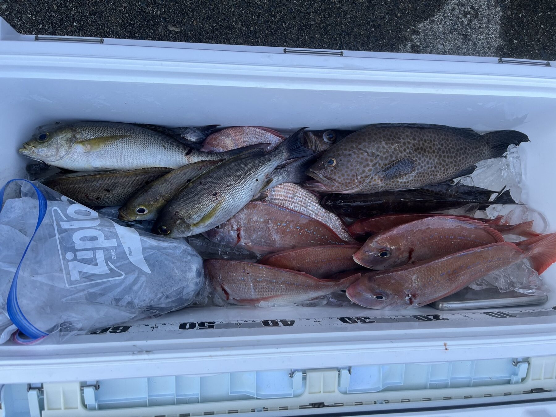 クーラーボックスにぎっしりの釣果