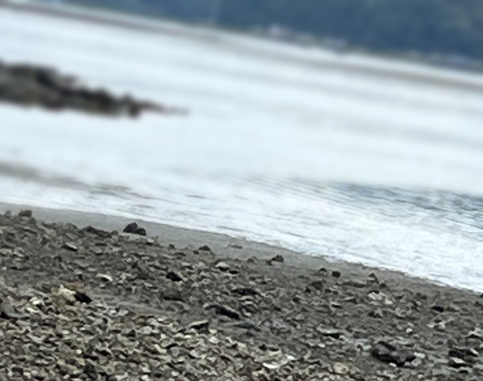 大潮の干潮で潮が引いた磯の砂利浜