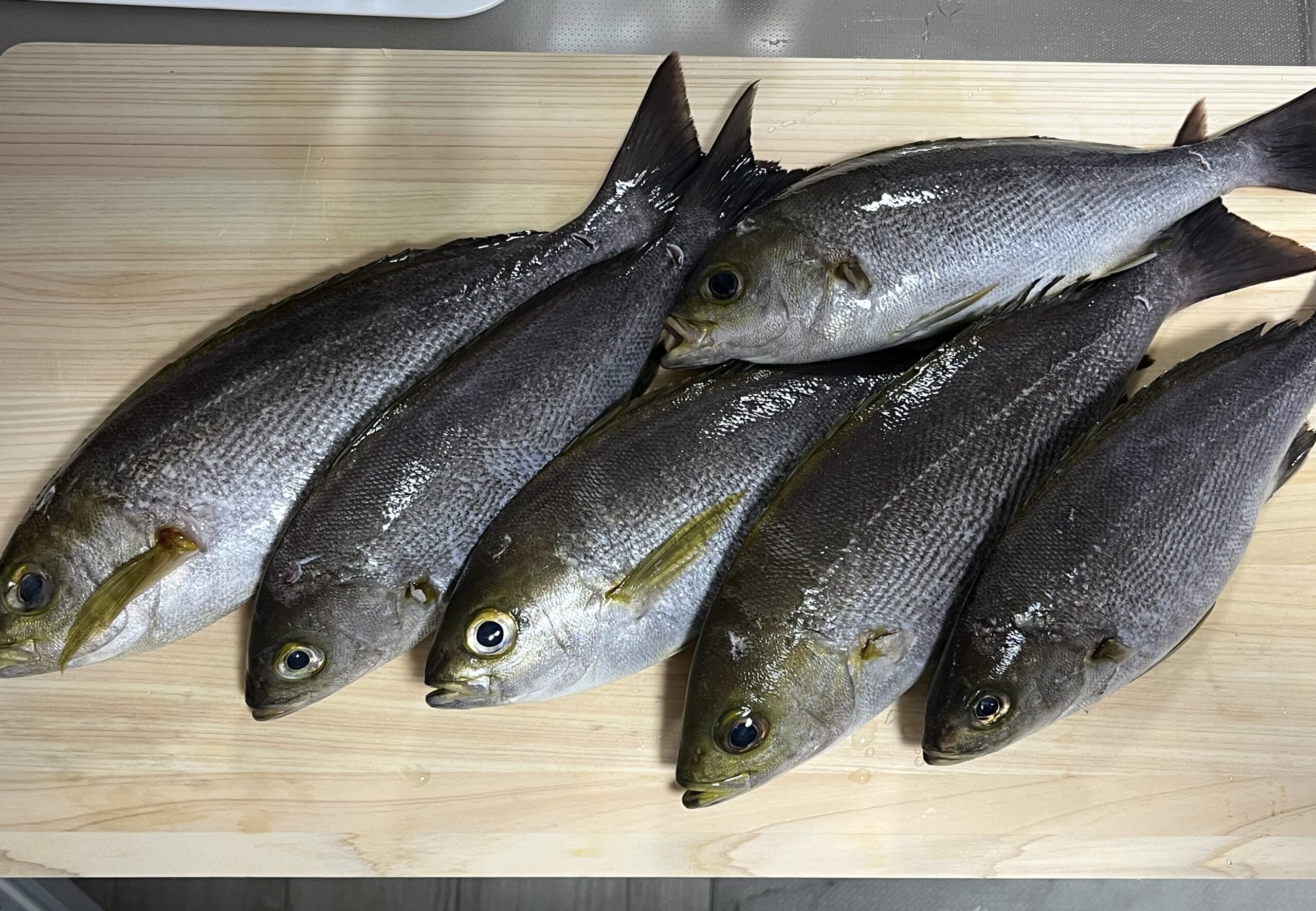 もらった天然イサキ6匹（28〜34cm）