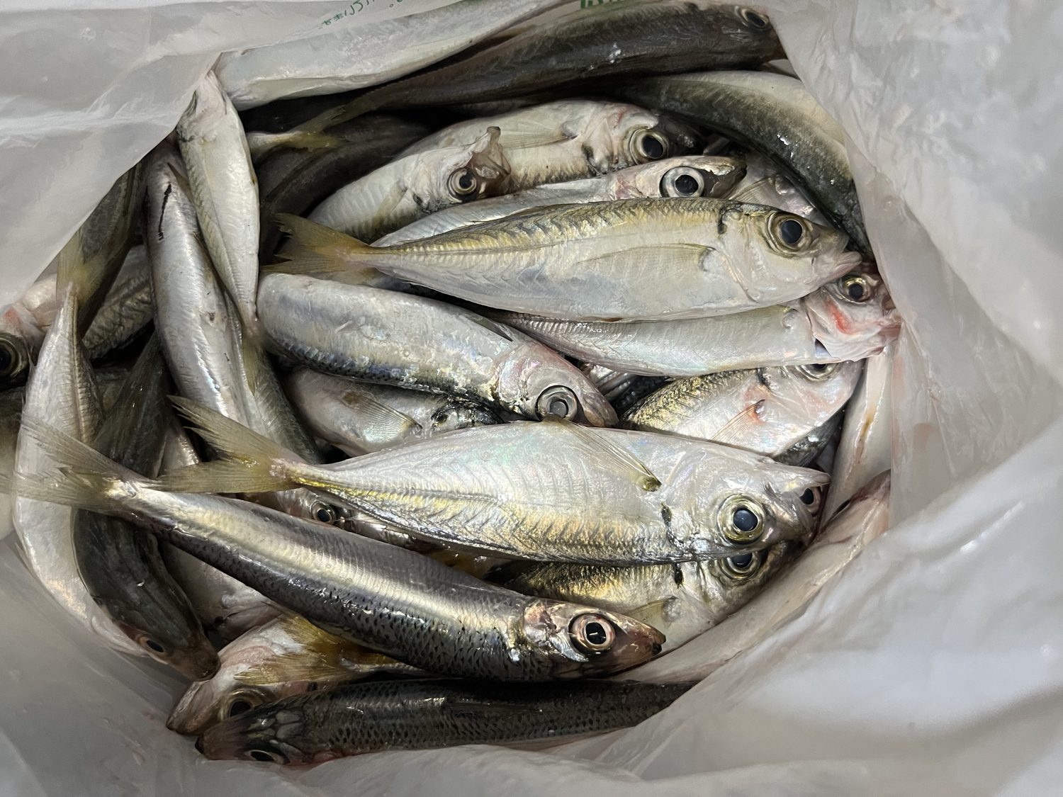 持ち帰った小魚は40匹ほど。連れがくれた分も合わせての数だ。