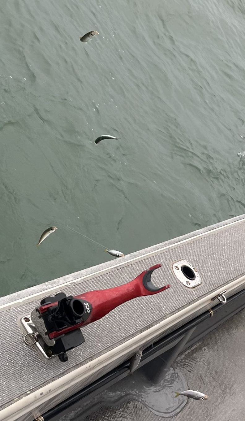釣れてくるのは10cmほどの豆アジばかり。水も濁っていた。