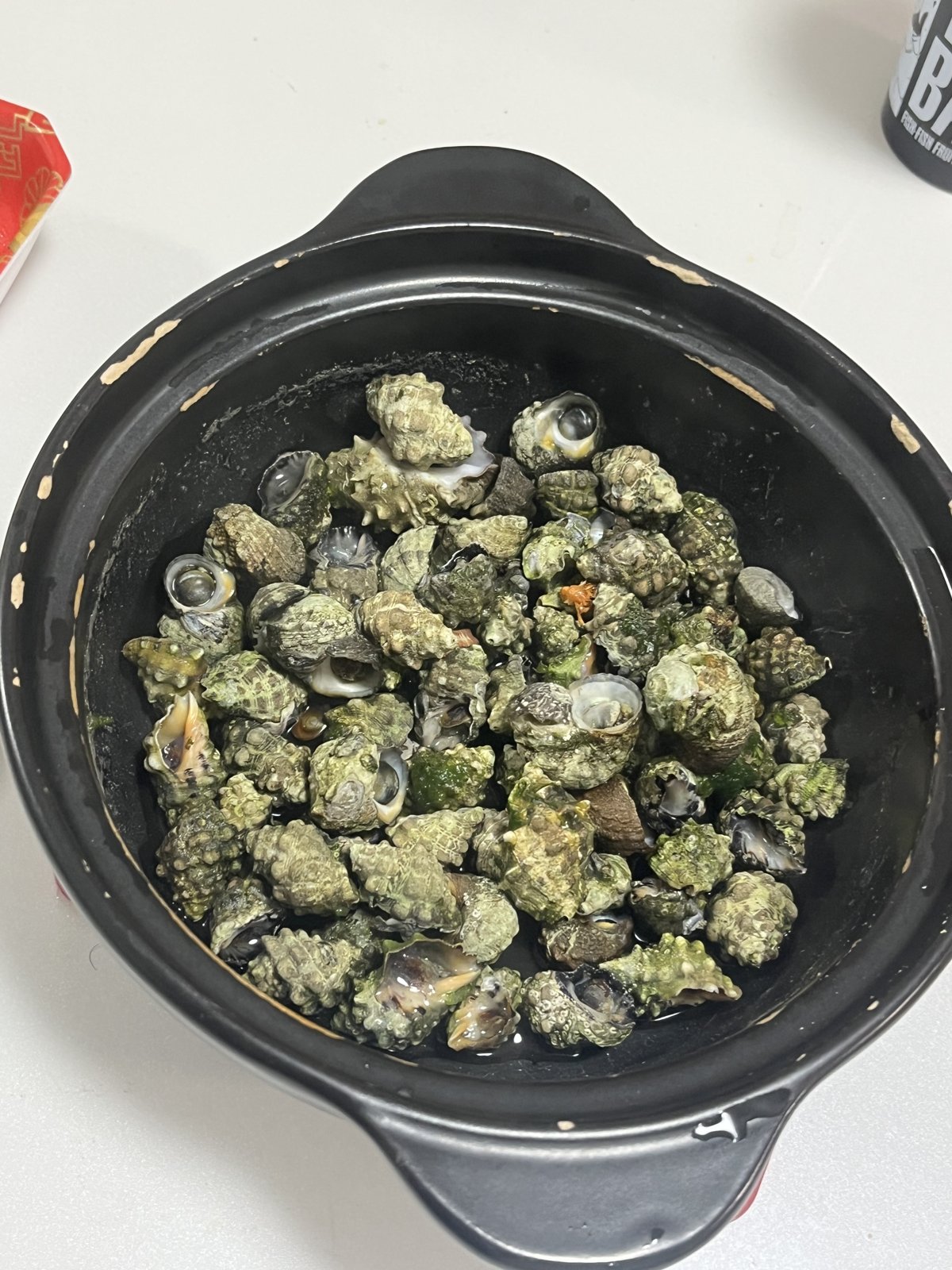 持ち帰った磯の巻貝(ニナ)を塩ゆでに