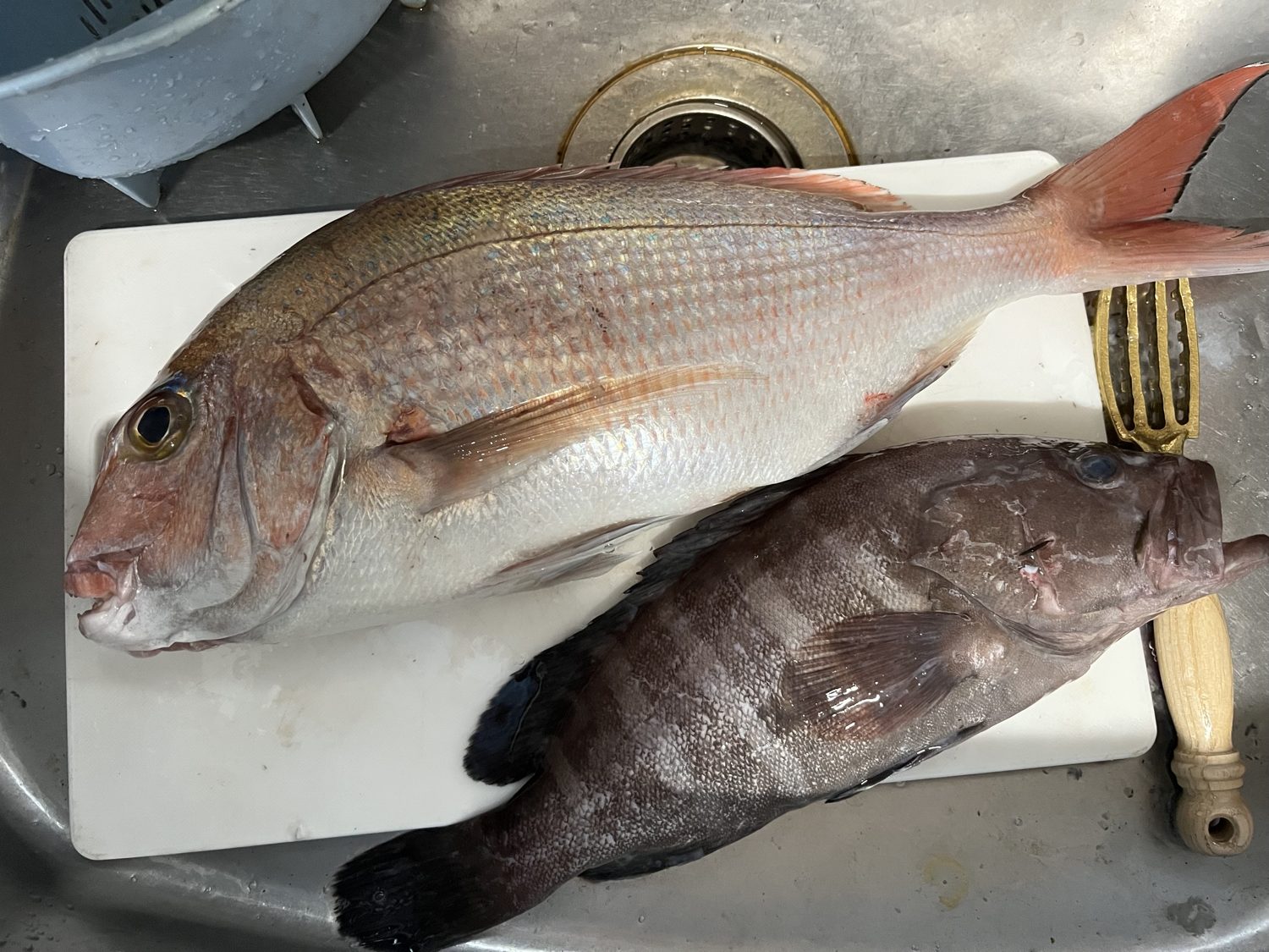 徳島・阿南沖のジギングで釣れた真鯛と小さなマハタ