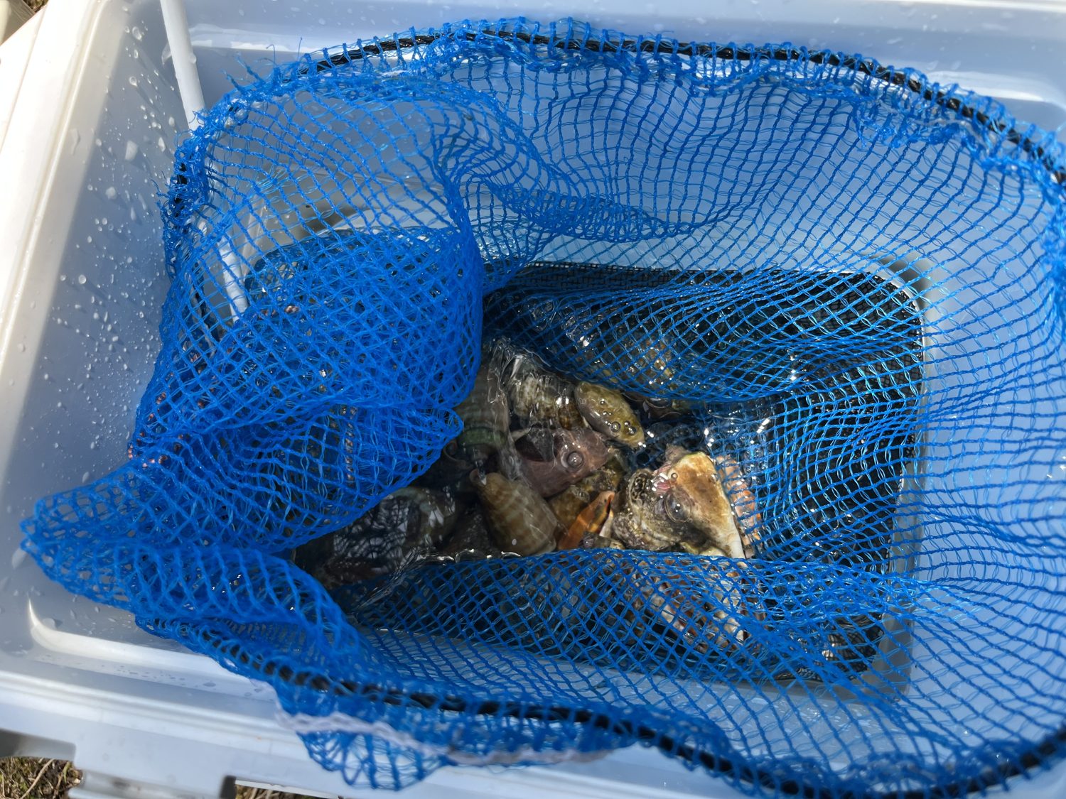 採った貝を入れて持ち歩いた青い網