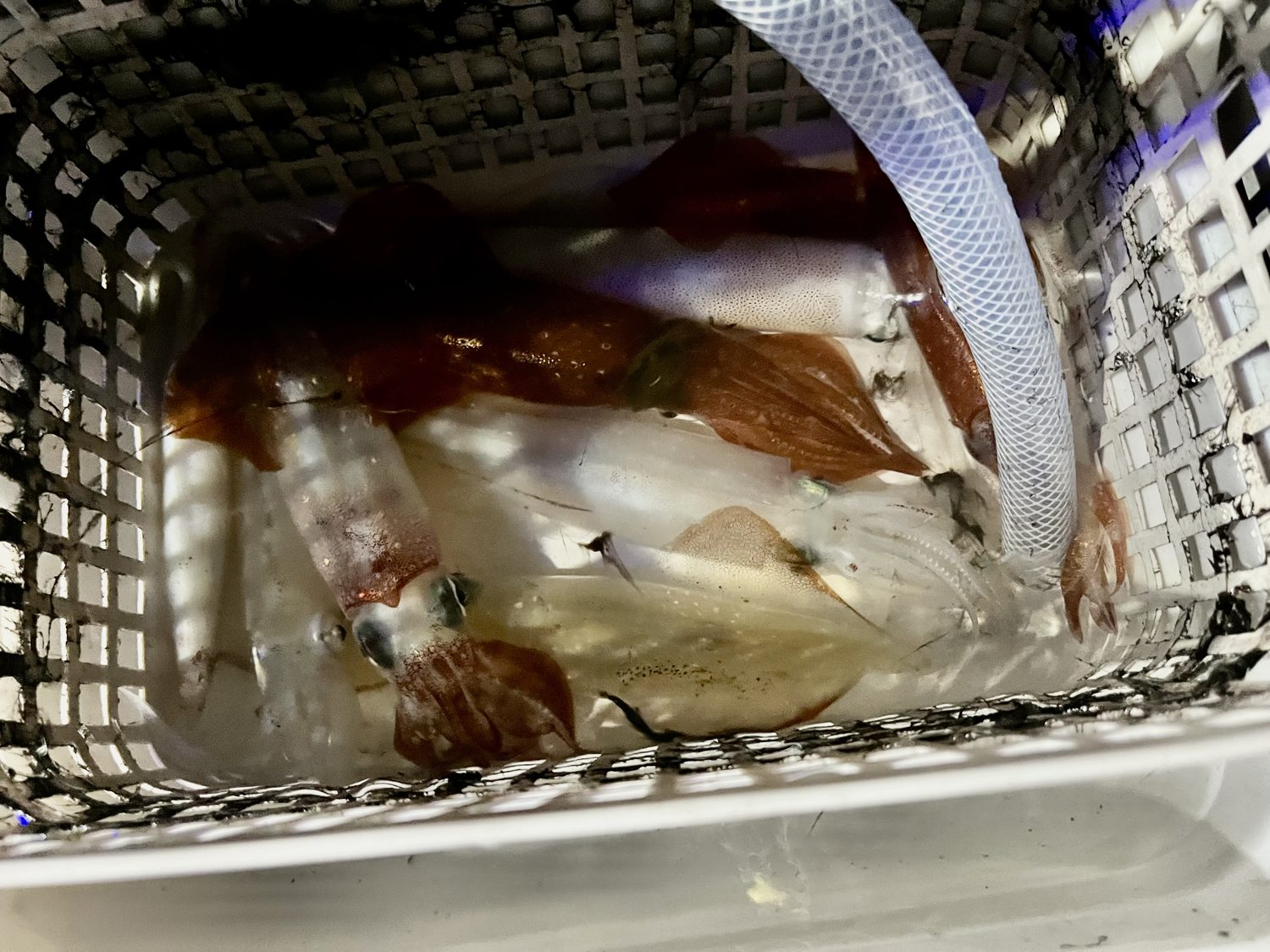 活かしバケツの中で色を変えるケンサキイカ
