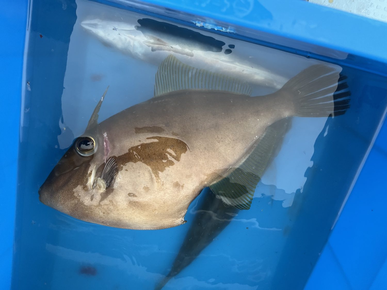 船の活かしバケツの中のキビレカワハギ