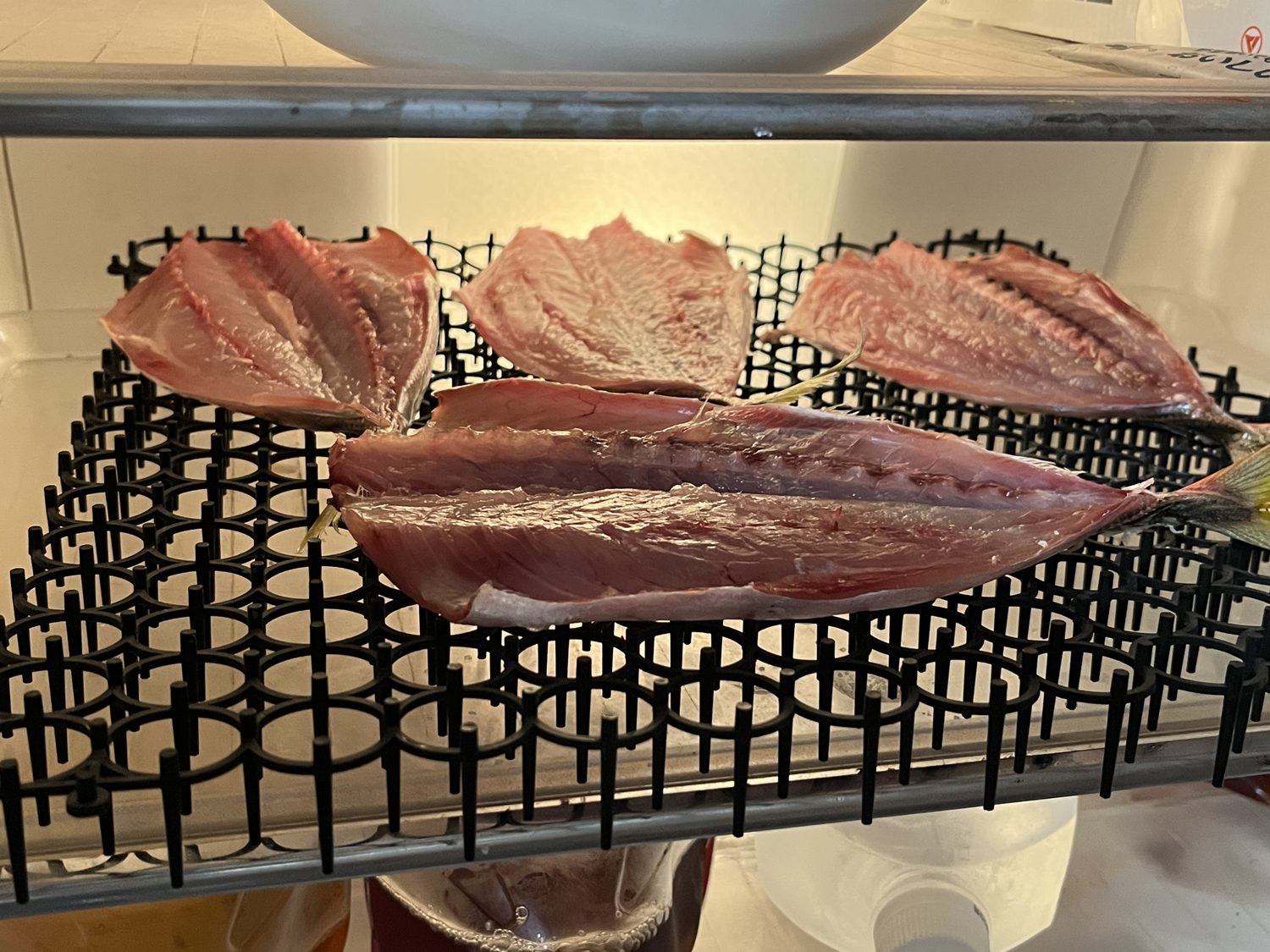 冷蔵庫で干した初日のムロアジ。背中側が湿ってしまった