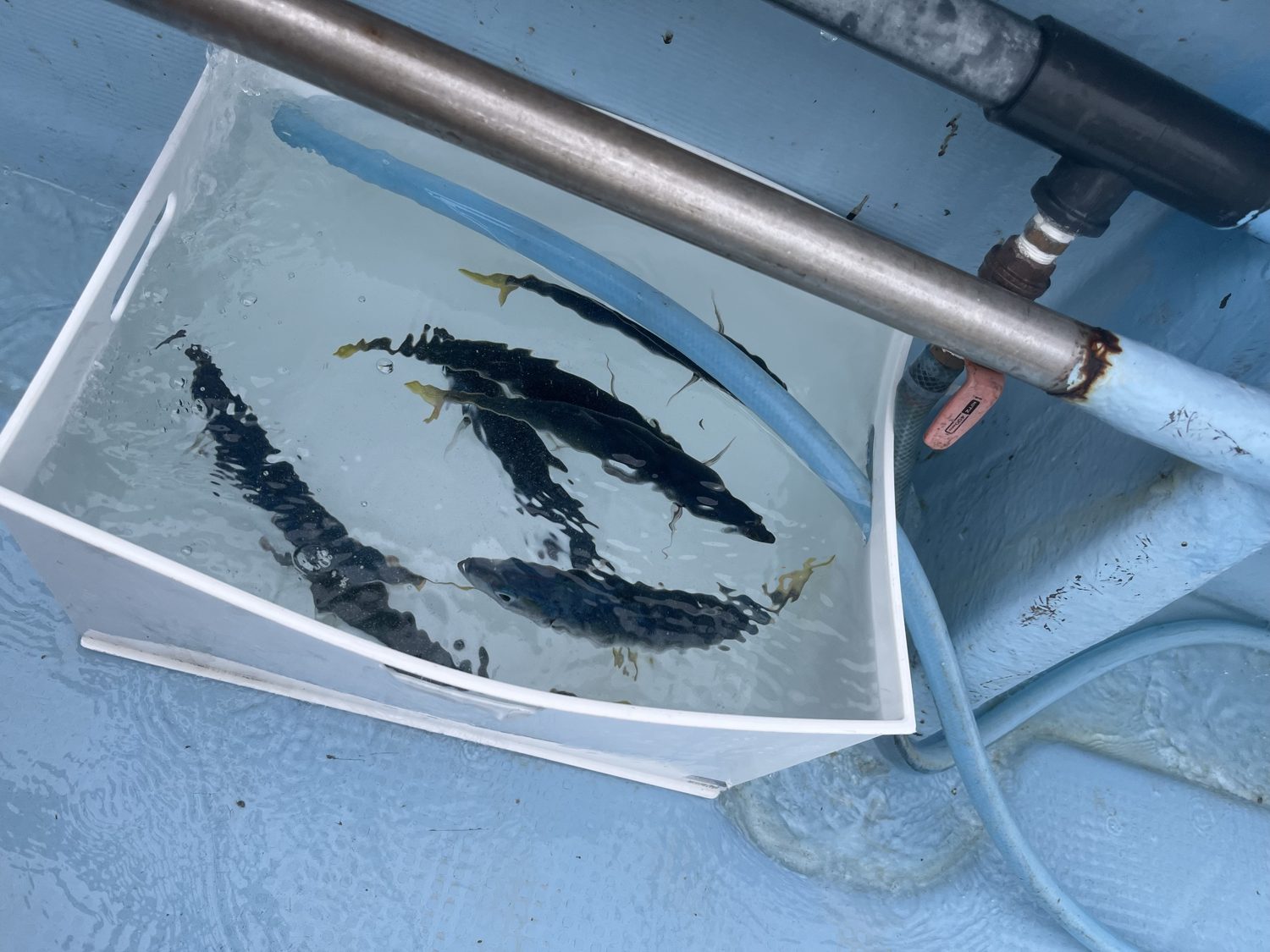泳がせの主役になる活きエサ、ムロアジ。これを自分で釣って確保する。