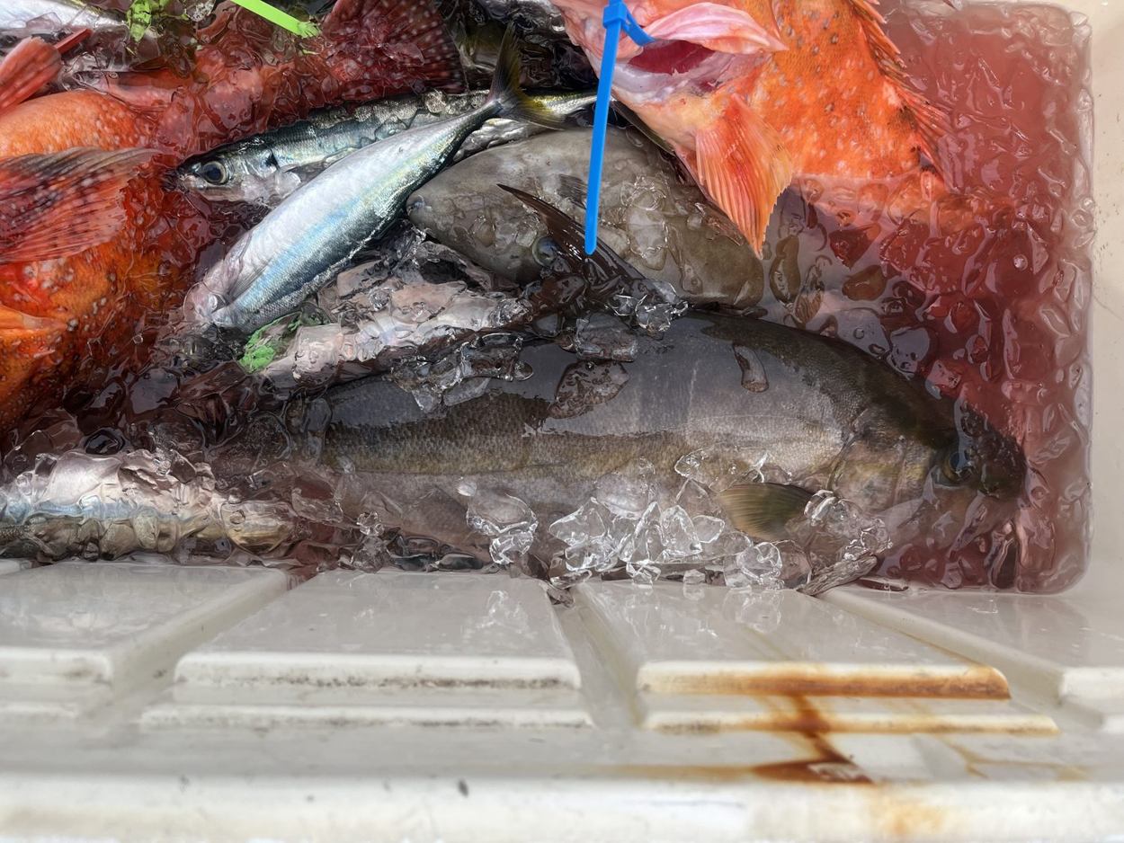 船で共有した氷入りのクーラー。船中の釣果が集まる。