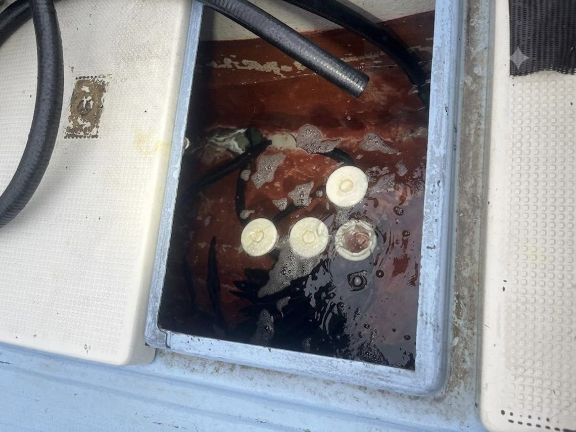 釣ったムロアジは、弱らせないよう生かしておく。これが本命へのパスポートになる。
