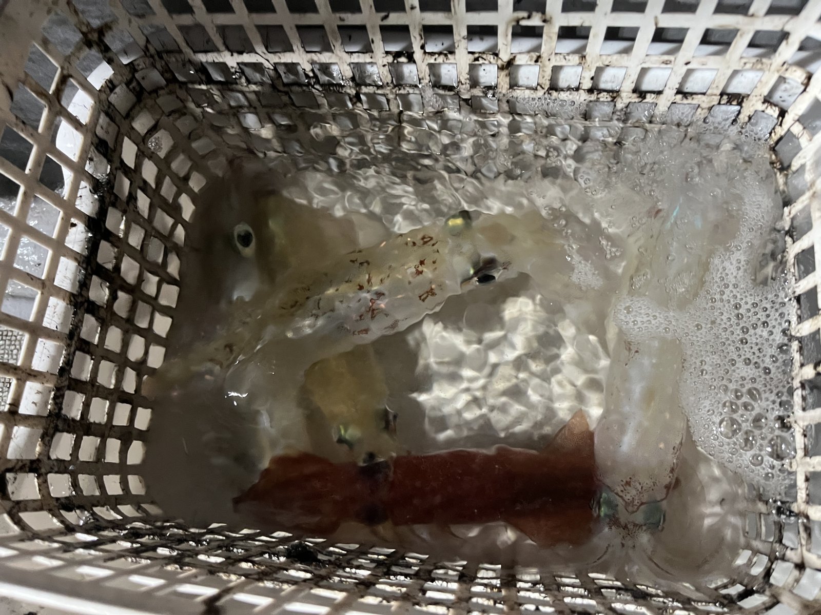 活かしカゴの中で体色を変えるケンサキイカ