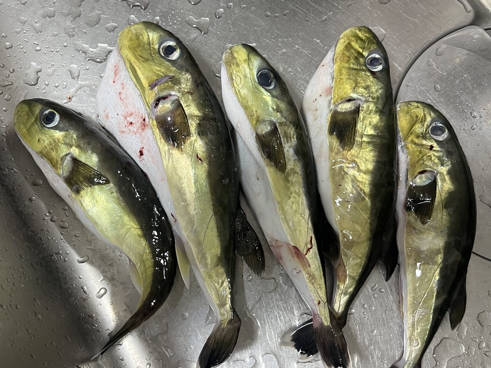 持ち帰ったクロサバフグ5匹