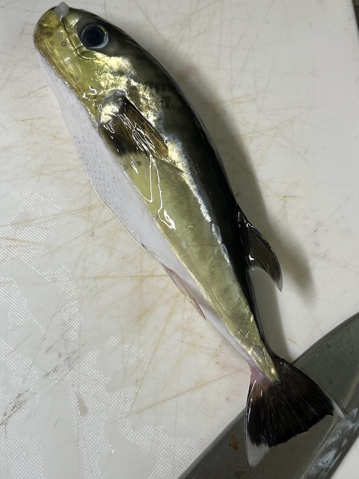 尾びれが黒いクロサバフグ