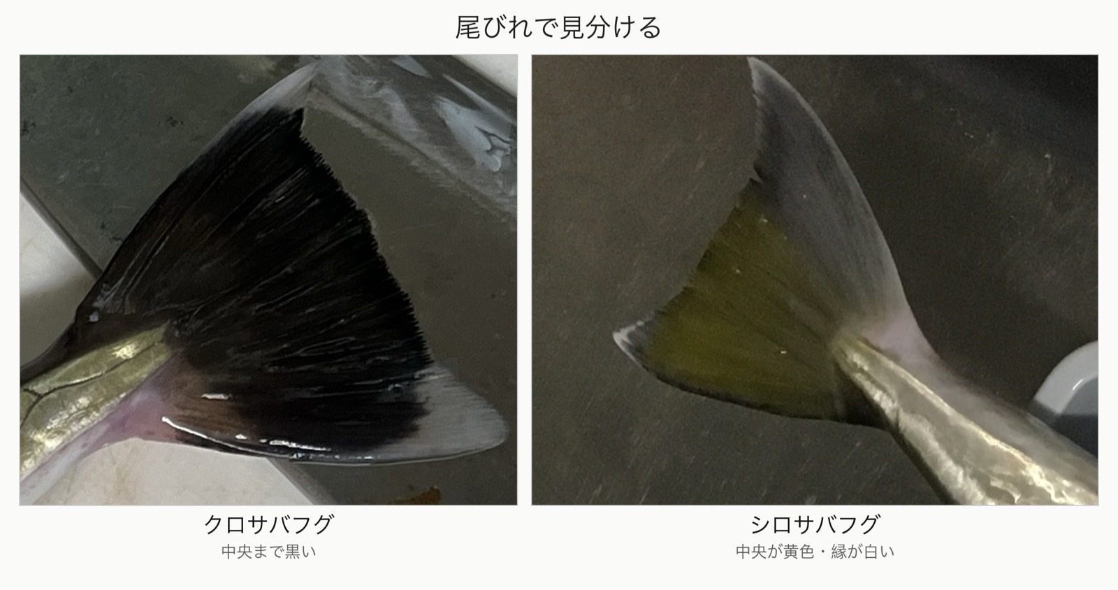 クロサバフグとシロサバフグの尾びれの違い