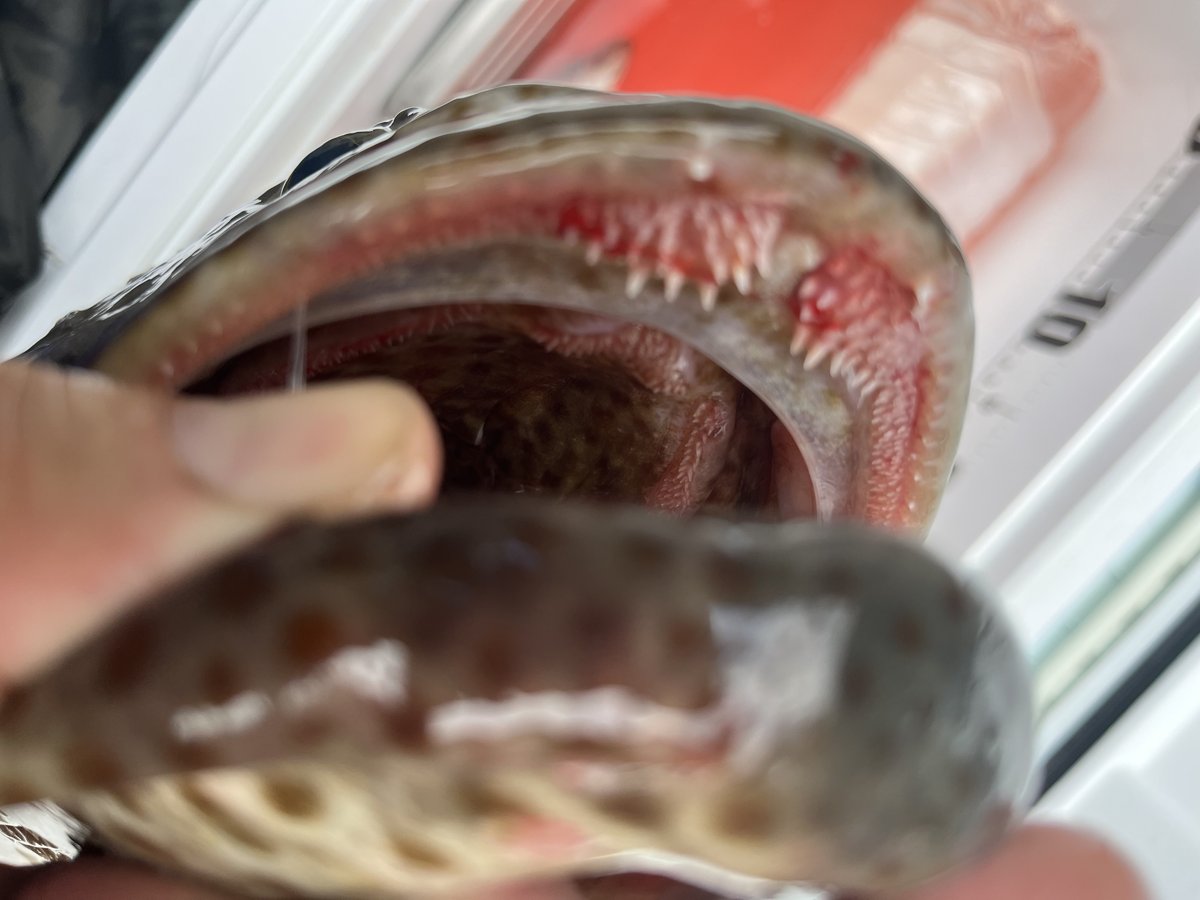 ハタの口の中の歯