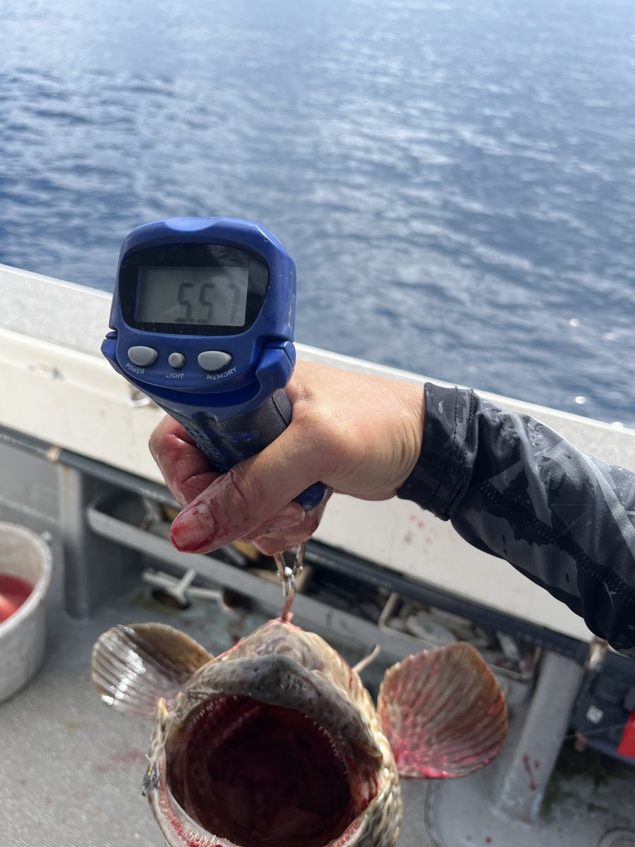 ハタを吊るして計量、約5.6kg