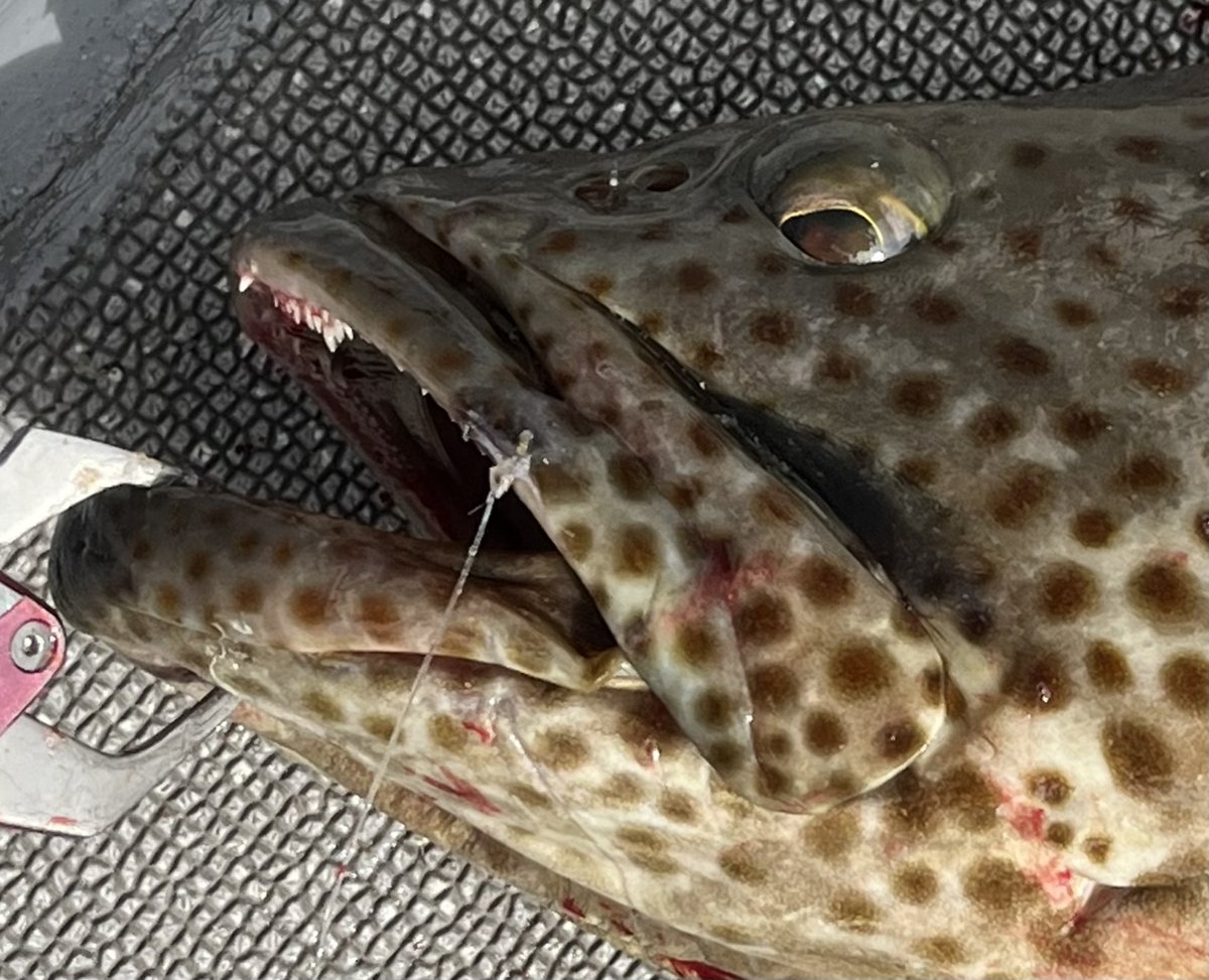 ハタの唇に掛かった針
