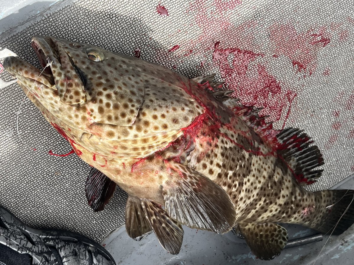 船上に上がった約70cmのハタ