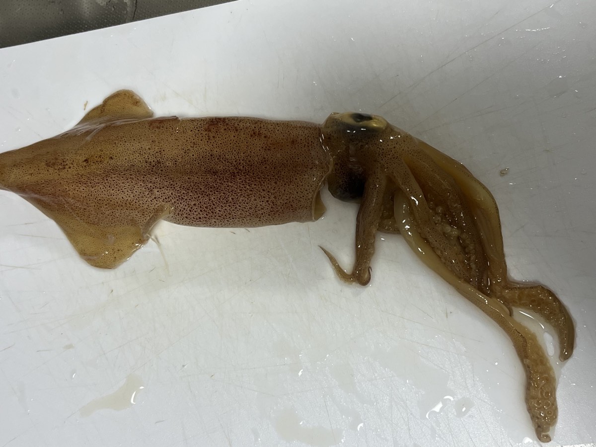 解凍して洗った沖漬けのケンサキイカ一杯