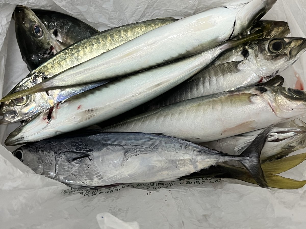 9月13日の晩、持ち帰った魚