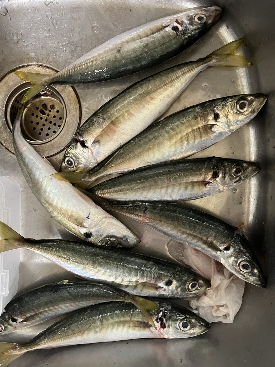 干物にする9匹のマルアジ