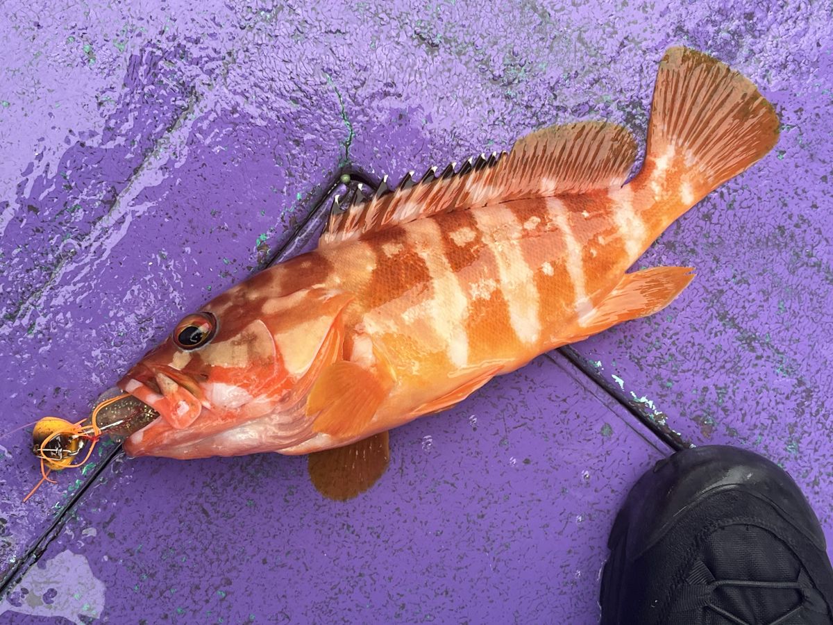 高知沖で釣ったアカハタ