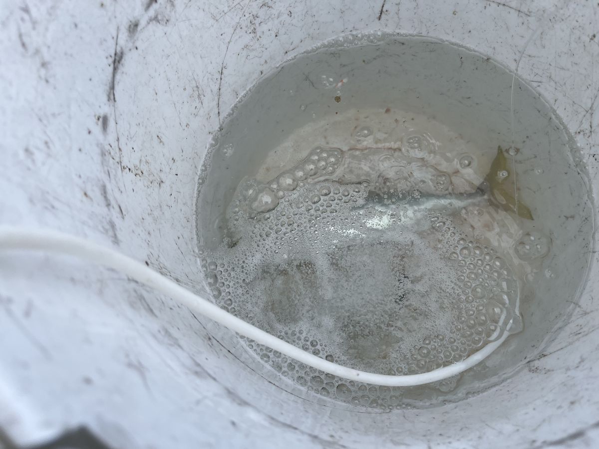 釣り座のバケツで生かしている泳がせの餌