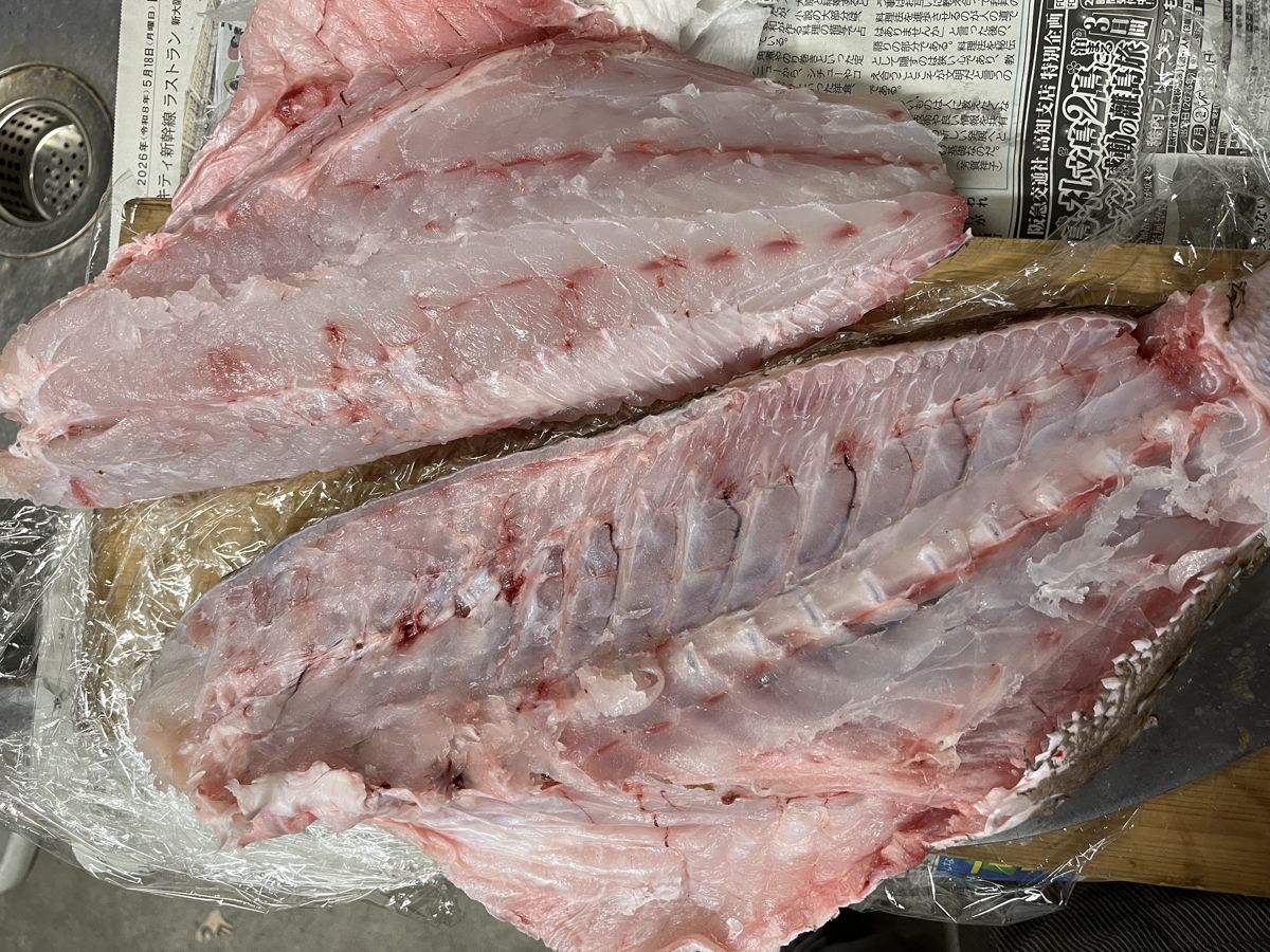 3枚におろしたチャイロマルハタ