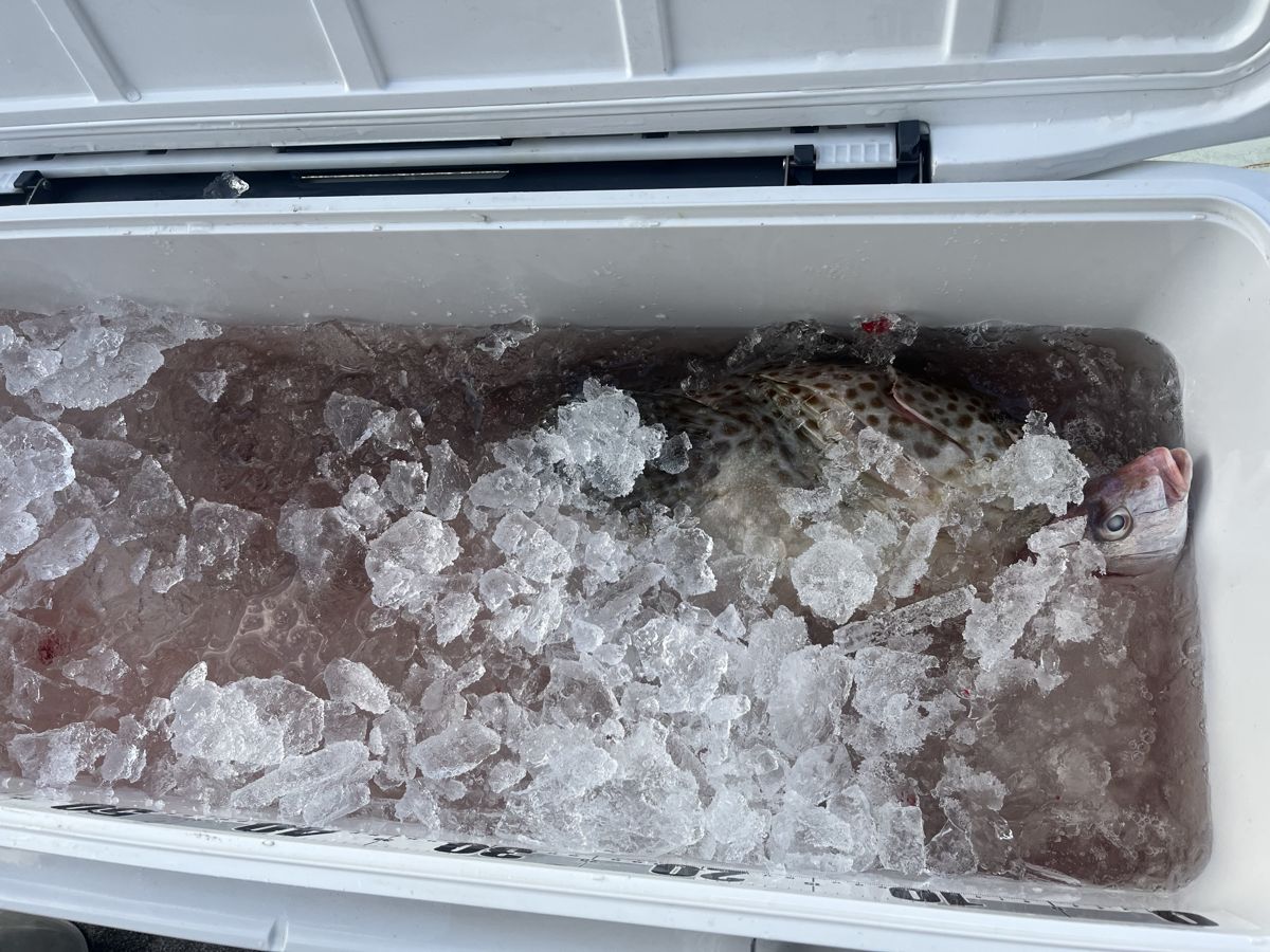 塩を入れた氷の中のチャイロマルハタとチダイ